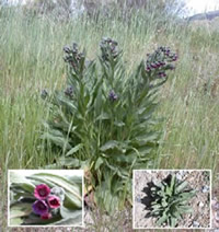Noxious Weed